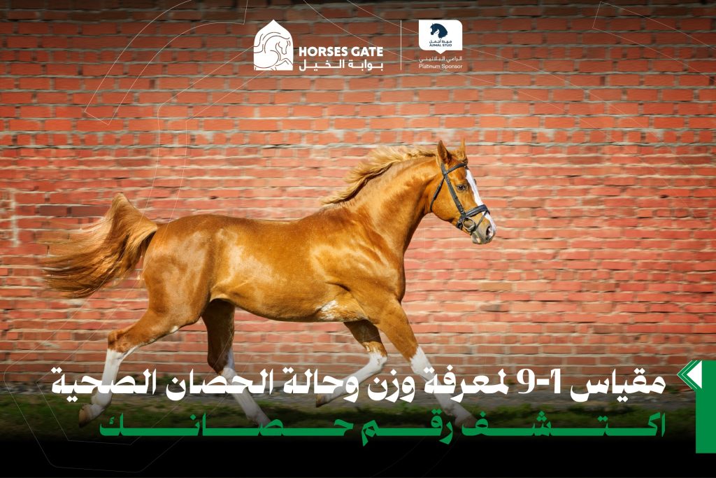 كيف تحافظ على وزن صحي لحصانك؟