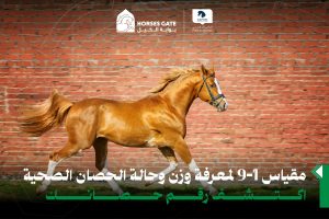 كيف تحافظ على وزن صحي لحصانك؟